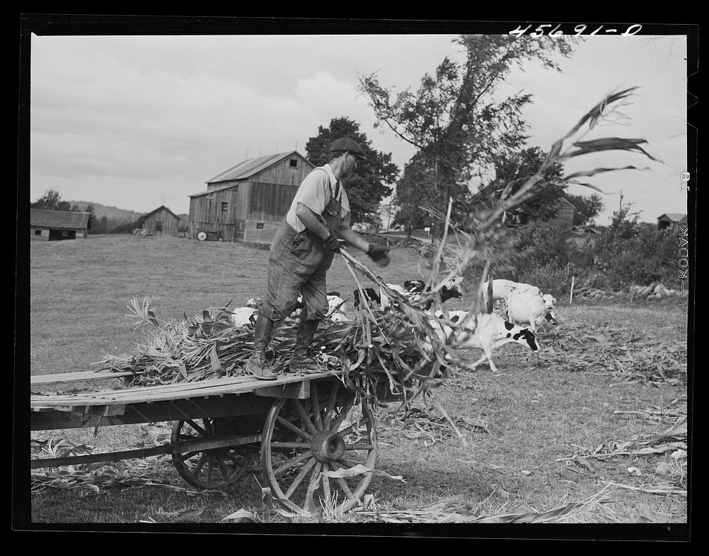 [Untitled photo, possibly related to: Mr. Gaynor spreading corn for his cows in the pasture on his farm near Fairfield…