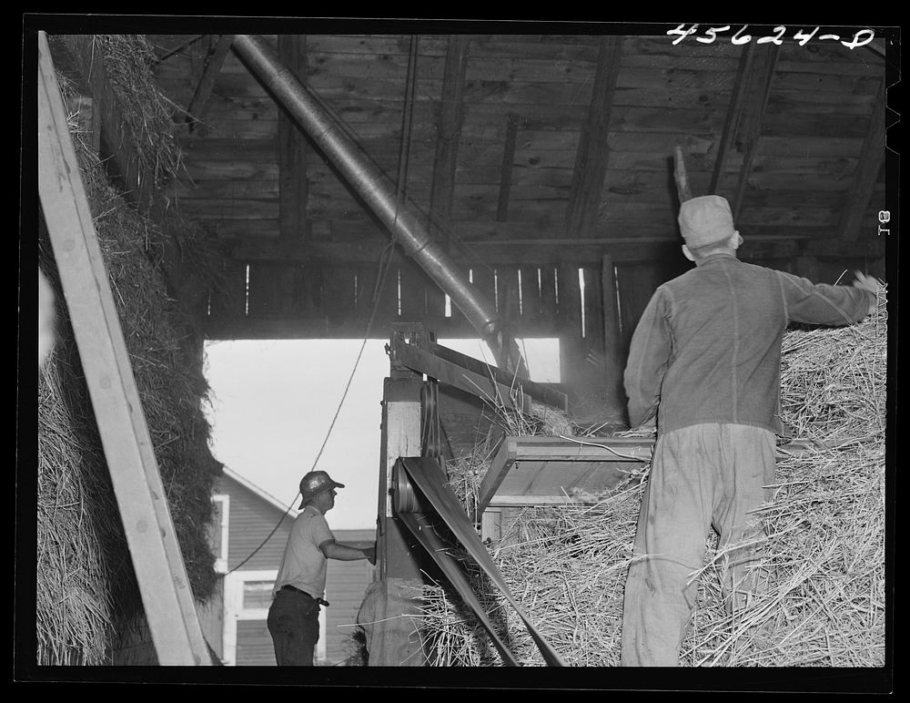 Threshing grain on the farm of Edward Grant, FSA (Farm Security Administration) client. East Alburg, Vermont. Sourced from…