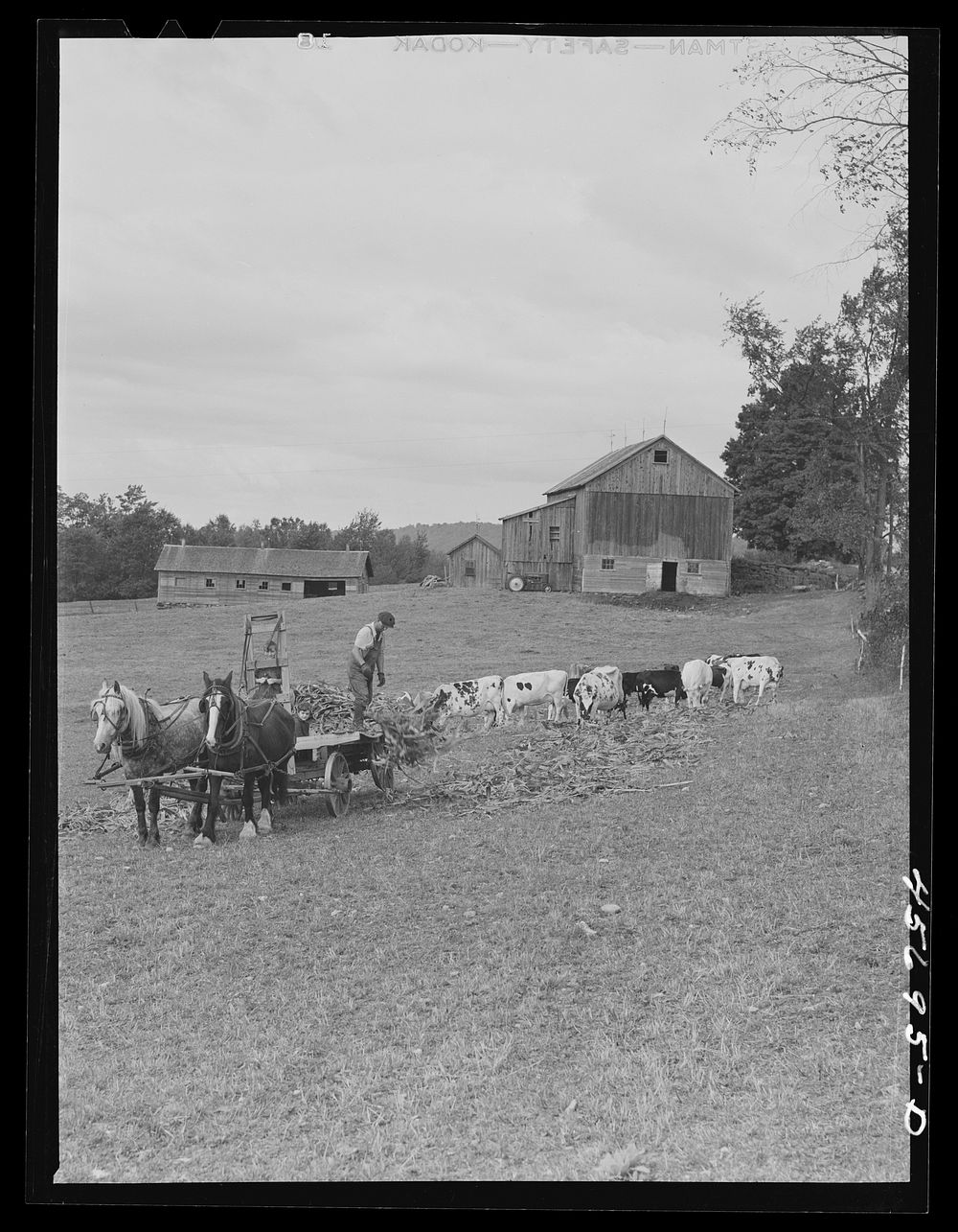 [Untitled photo, possibly related to: Mr. Gaynor spreading corn for his cows in the pasture on his farm near Fairfield…