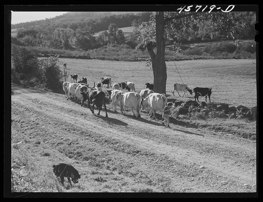 Driving the cows into the pasture on the Gaynor farm near Fairfield, Vermont. Sourced from the Library of Congress.