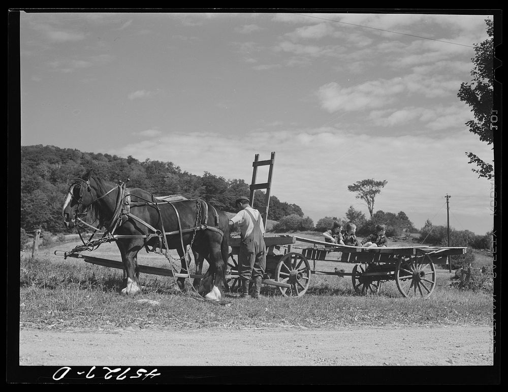 Hitching up the horses to gather corn to feed the cows on the farm of Mr. William Gaynor, FSA (Farm Security Administration)…