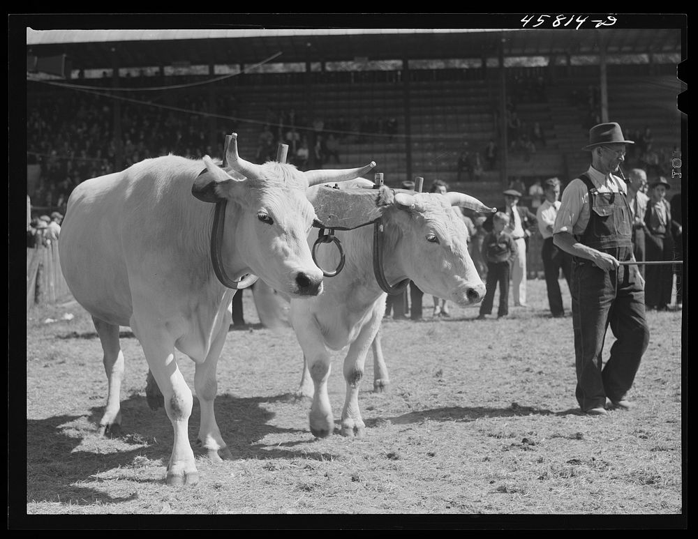 [Untitled photo, possibly related to: Team oxen at the World's Fair. Tunbridge, Vermont]. Sourced from the Library of…