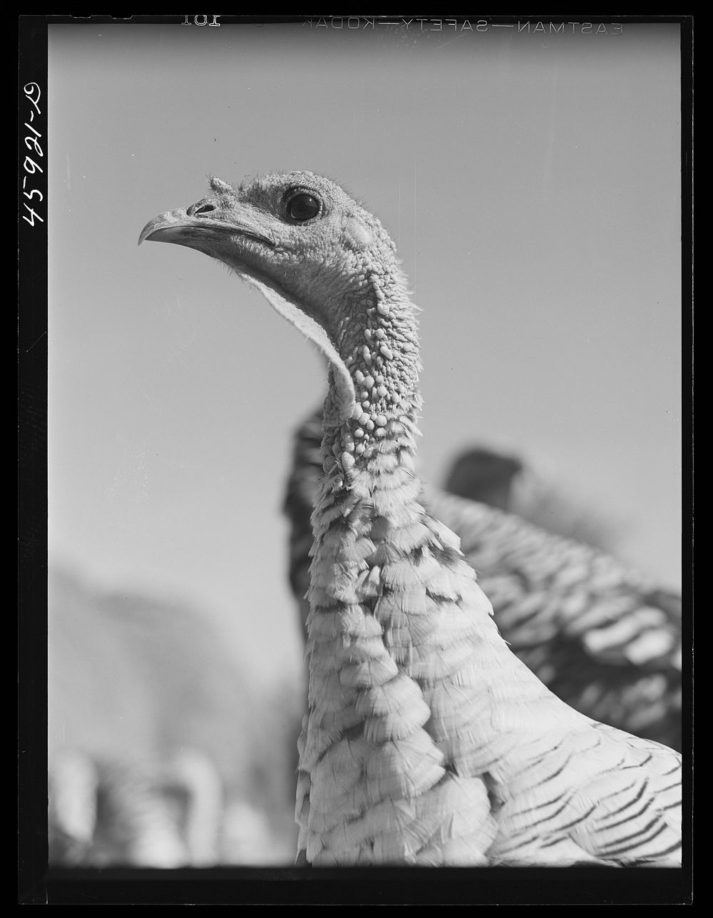 Turkey on a farm near Enosburg Falls, Vermont. Sourced from the Library of Congress.