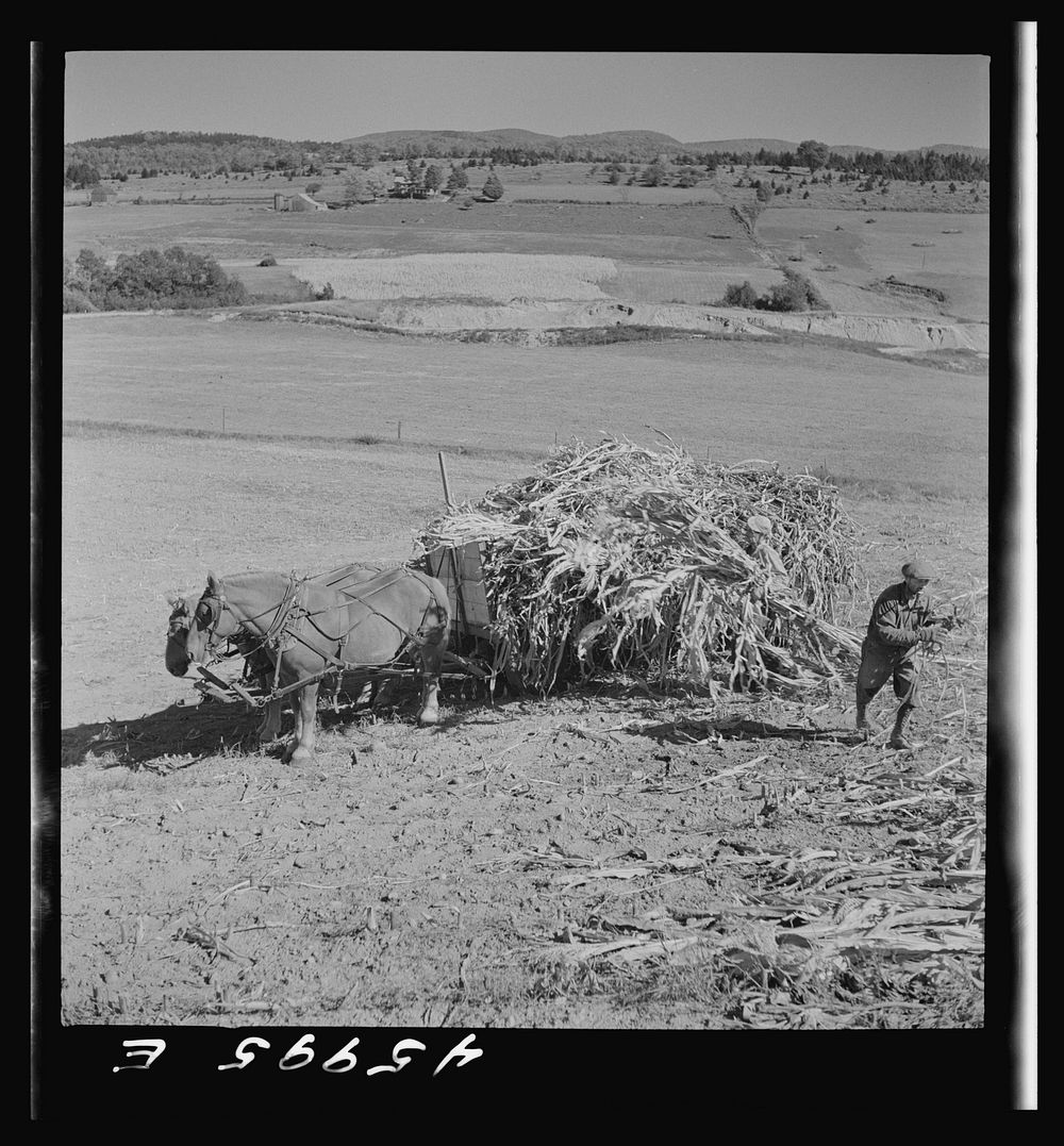 Gathering corn in a field near East Fletcher, Vermont. Sourced from the Library of Congress.