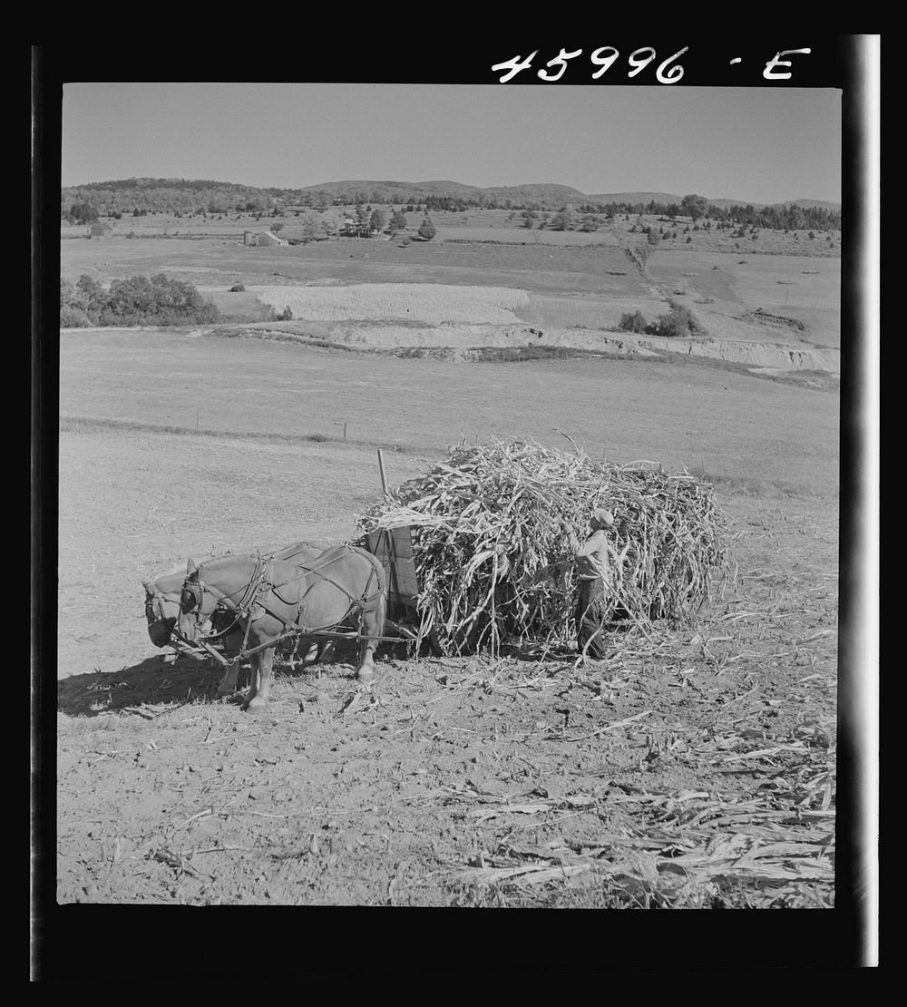 [Untitled photo, possibly related to: Gathering corn in a field near East Fletcher, Vermont]. Sourced from the Library of…