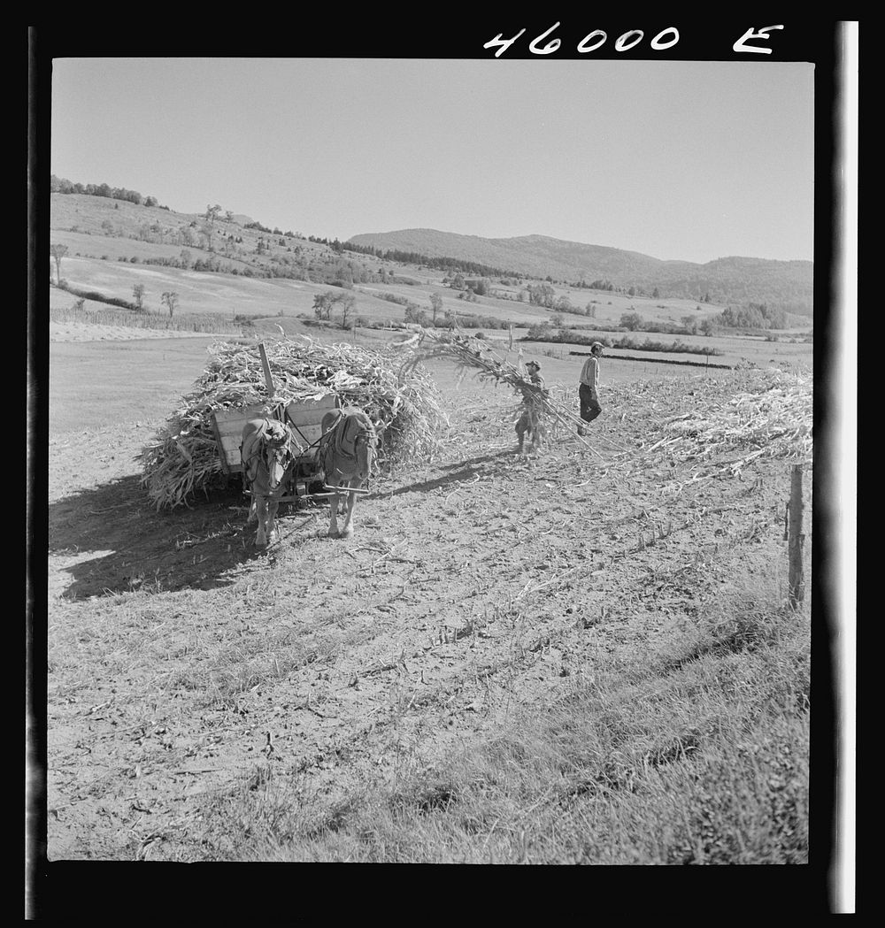 [Untitled photo, possibly related to: Gathering corn in a field near East Fletcher, Vermont]. Sourced from the Library of…