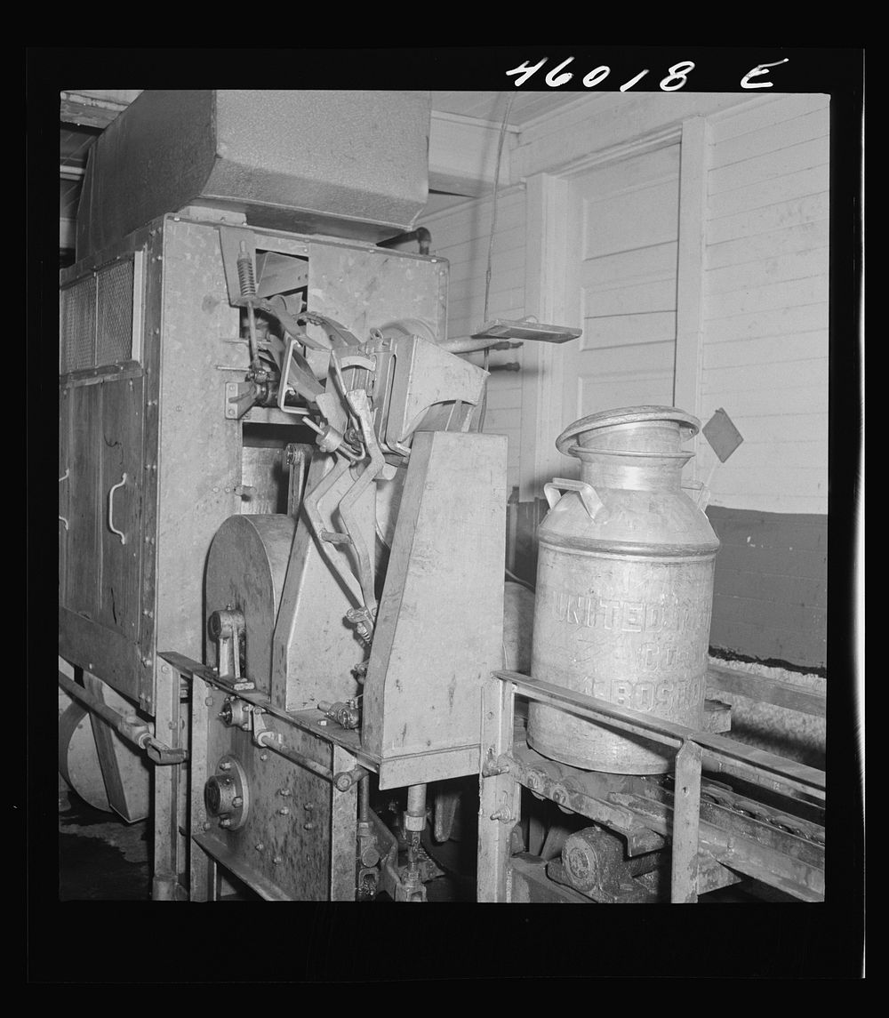 Milk cans on moving belt, just out of the washing machine. The United Farmers' Cooperative Creamery, Sheldon Springs…