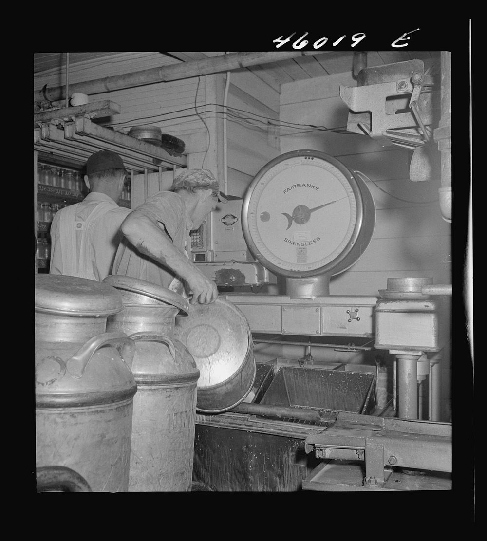 Weighing milk as it comes in from the farmers at the United Farmers' Cooperative Creamery in Sheldon Springs, Vermont.…