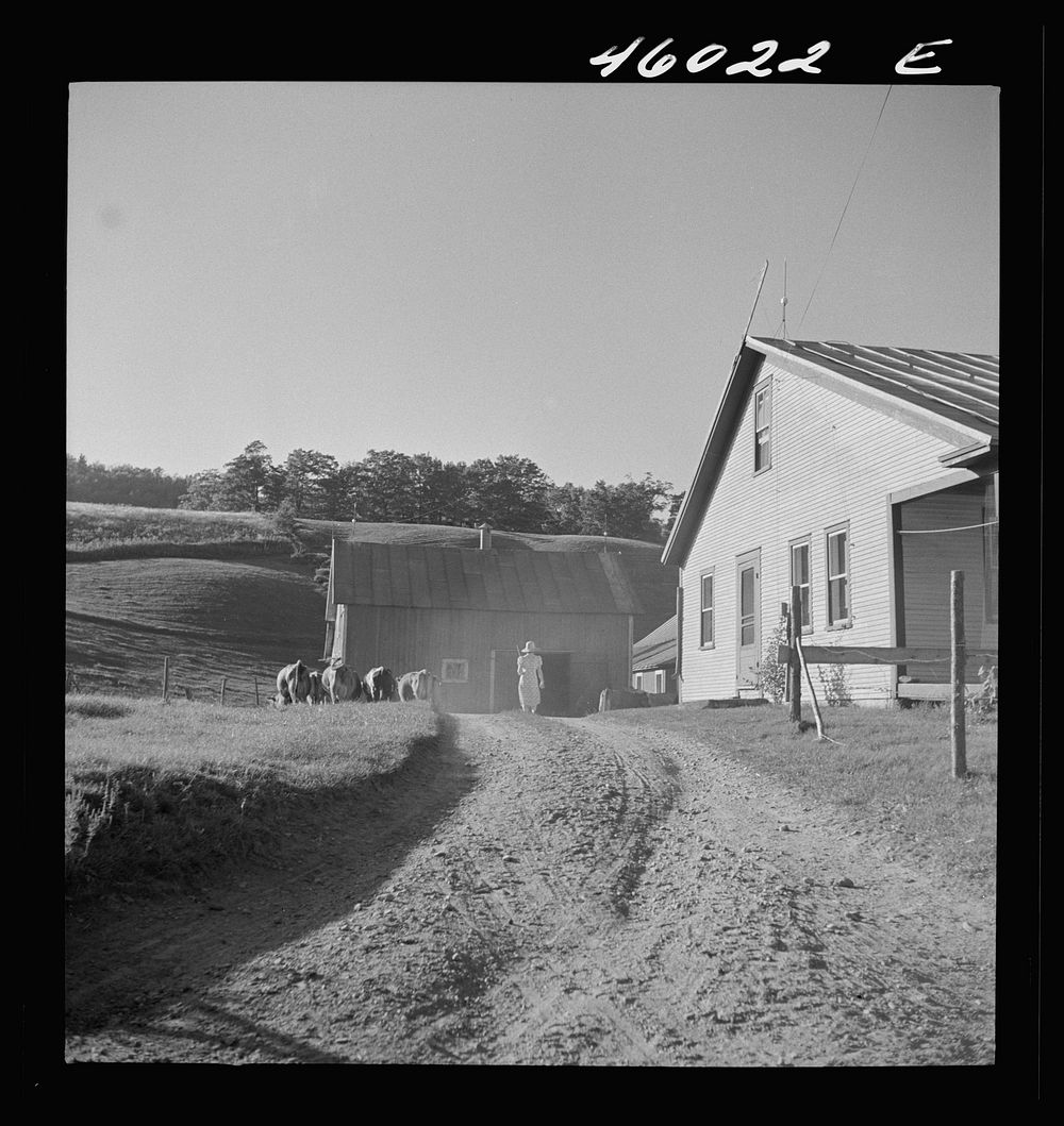 Bringing the cows in for the afternoon milking on a farm near Enosburg Falls, Vermont. Sourced from the Library of Congress.