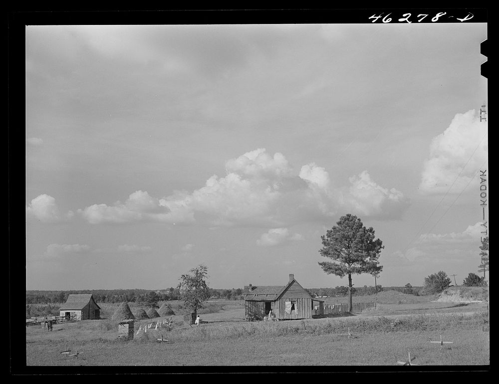 Greensboro, Greene County, Georgia (vicinity). Landscape along the Penfield road. Sourced from the Library of Congress.