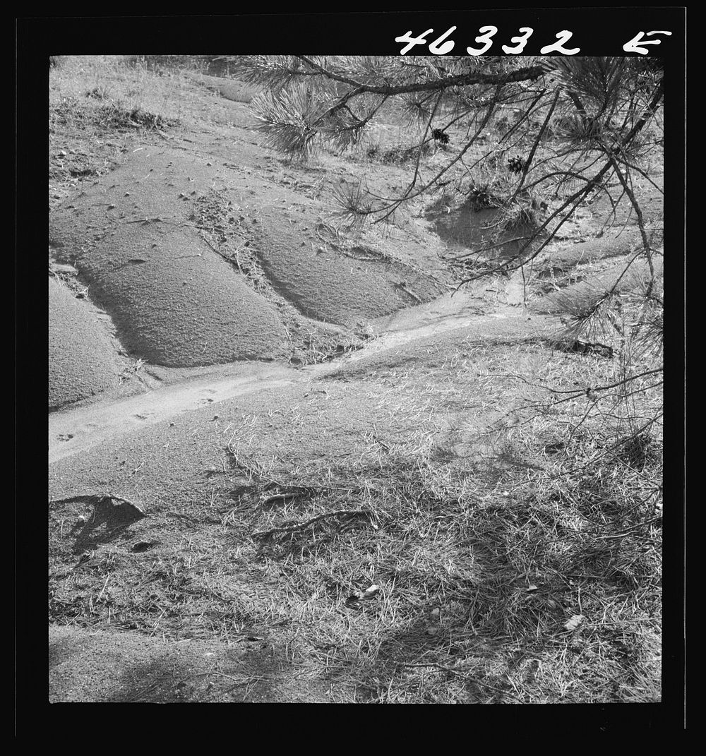 Greene County, Georgia. Pine needles on the floor of a gully in the northwestern section. Sourced from the Library of…
