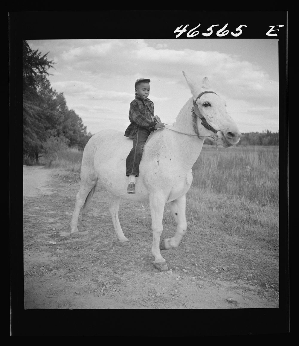 Boyd Jones riding one of his father's mules on their farm in Greene County, Georgia. Sourced from the Library of Congress.