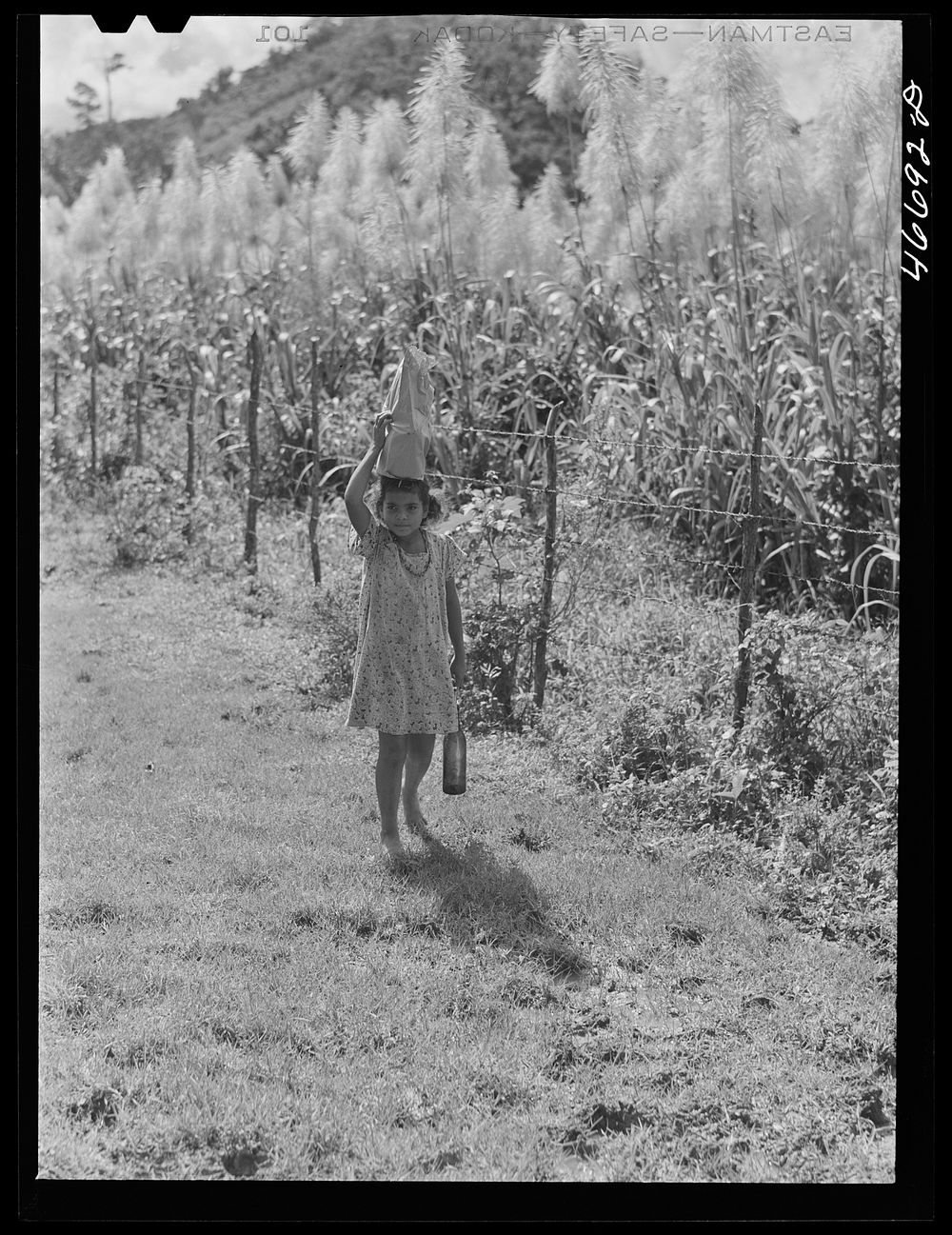 Bayamon, Puerto Rico (vicinity). Carrying groceries from the store on a farm. Sourced from the Library of Congress.