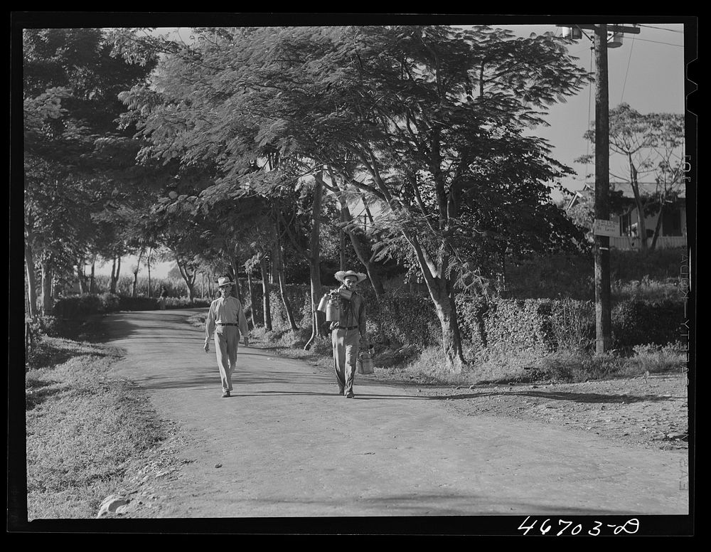 Bayamon, Puerto Rico (vicinity). Milk man going to town. Sourced from the Library of Congress.