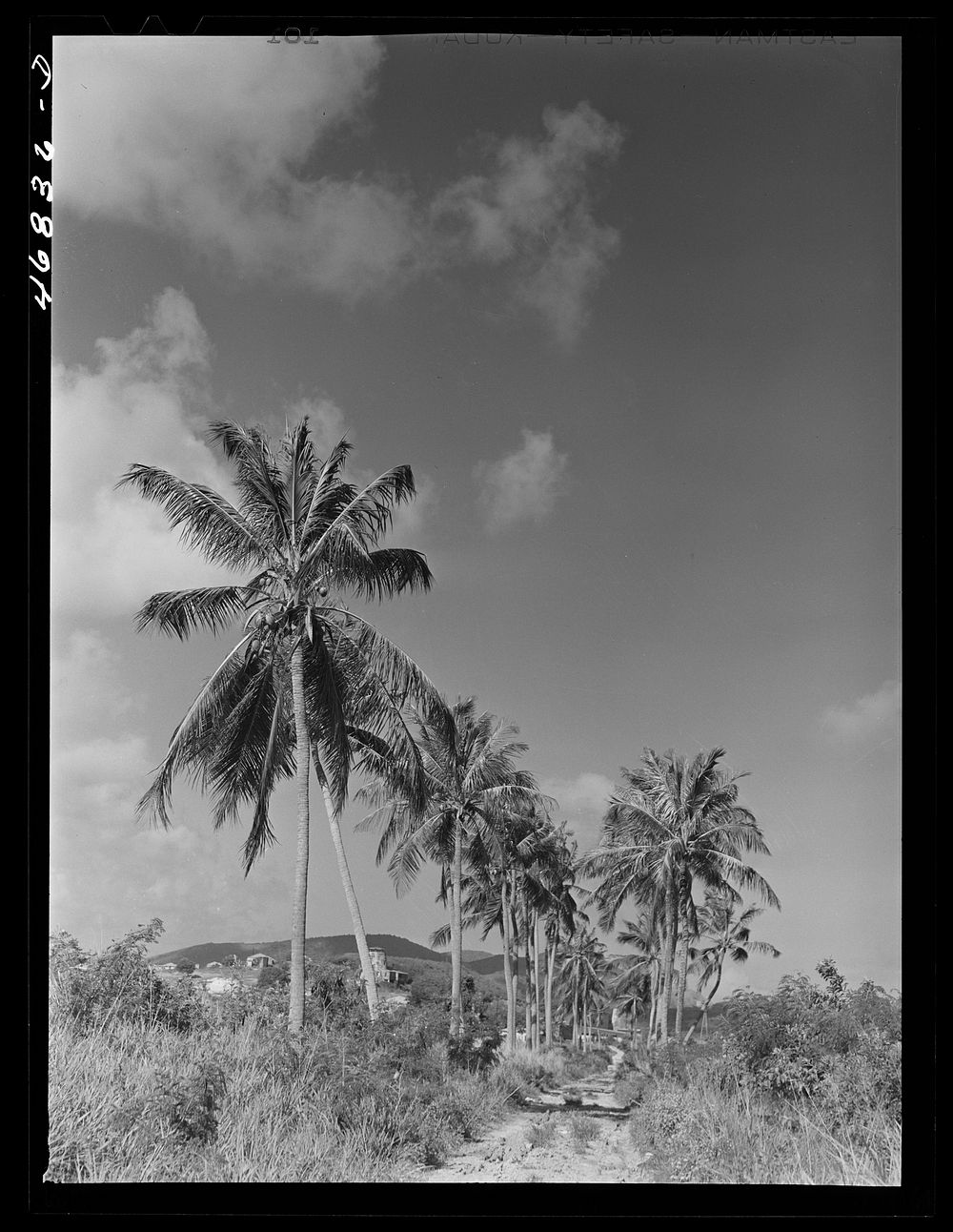 Saint Croix Island, Virgin Islands. A farm road near one of the "villages" on the northern coast. Sourced from the Library…