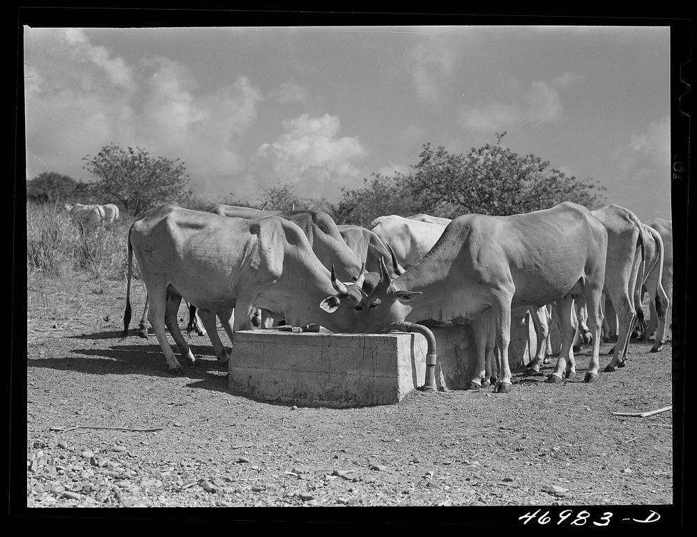 Christiansted (vicinity), Saint Croix Island, Virgin Islands. On a large cattle farm. The largest market for the cattle is…