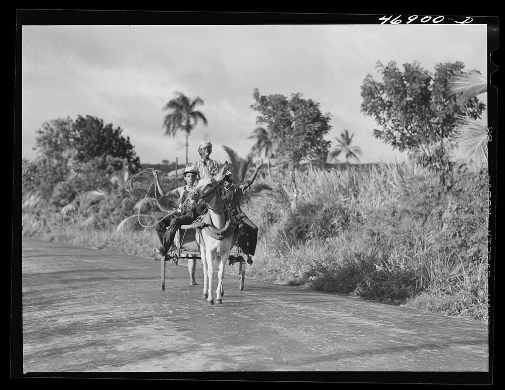 Bethlehem (vicinity), Saint Croix Island, Virgin Islands. Children going home from school by donkey cart. Sourced from the…