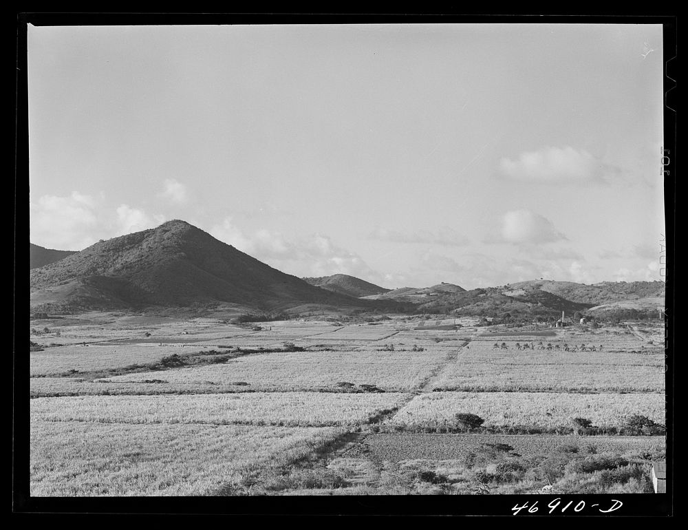 Saint Croix Island, Virgin Islands. Sugar cane fields on the northwest part of the island. Sourced from the Library of…