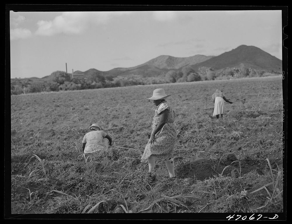 [Untitled photo, possibly related to: Bethlehem, Saint Croix Island, Virgin Islands (vicinity). Cultivating sugar cane on…