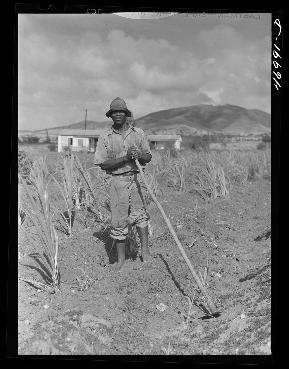 Frederiksted (vicinity), Saint Croix Island, Virgin Islands. FSA (Farm Security Administration) borrower cultivating his…