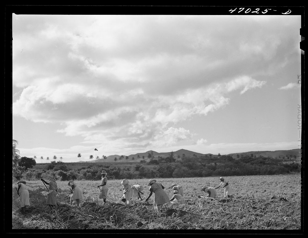 [Untitled photo, possibly related to: Bethlehem, Saint Croix Island, Virgin Islands (vicinity). Women cultivating sugar cane…
