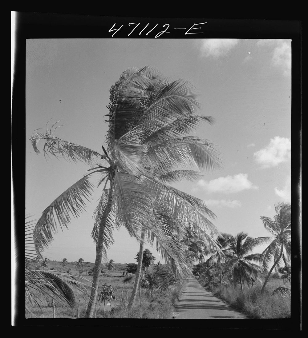Christiansted, Saint Croix Island, Virgin Islands (vicinity). Palm trees along the road. Sourced from the Library of…