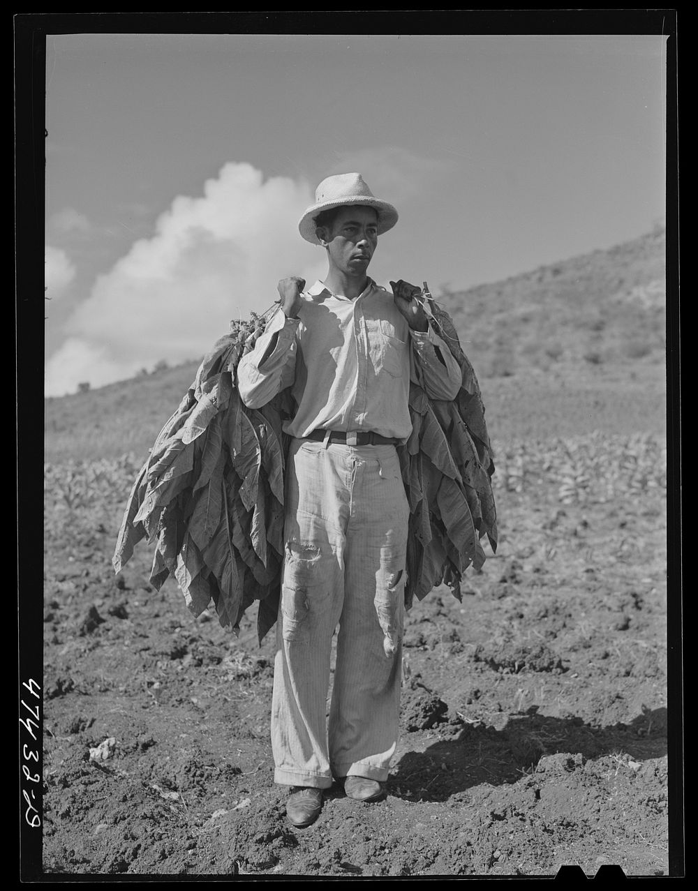Guanica, Puero Rico (vicinity). Tobacco being harvested in a field. Sourced from the Library of Congress.