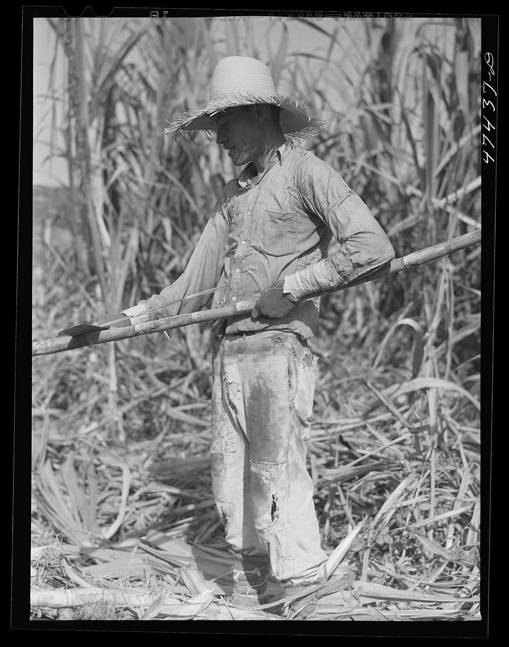 [Untitled photo, possibly related to: Guanica, Puerto Rico (vicinity). Most sugar cane cutters take these precautions…