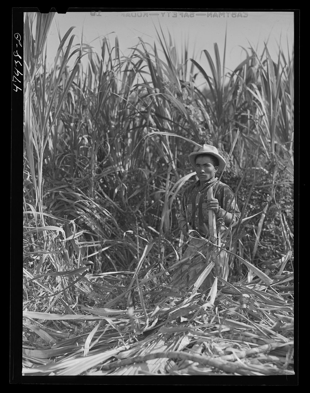 [Untitled photo, possibly related to: Guanica, Puerto Rico (vicinity). Farm laborer who was cutting sugar cane in a field].…