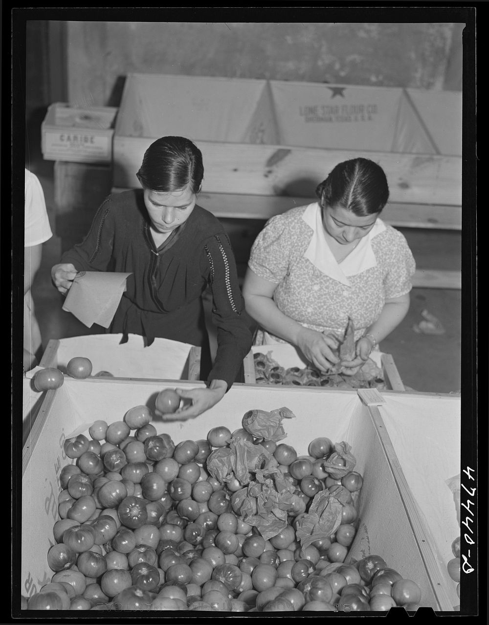 Yauco, Puerto Rico. Sorting and packing tomatoes at the Yauco cooperative tomato growers' association. Sourced from the…
