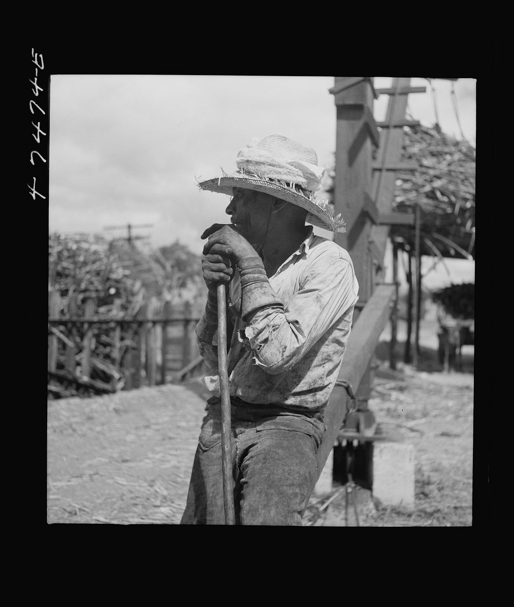 [Untitled photo, possibly related to: Guanica, Puerto Rico (vicinity). At the loading station. Here sugar cane is weighed…