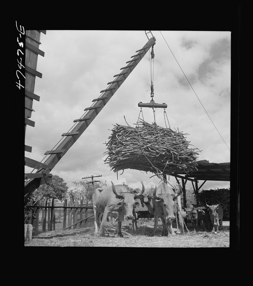 [Untitled photo, possibly related to: Guanica, Puerto Rico (vicinity). At the loading station. Here sugar cane is weighed…