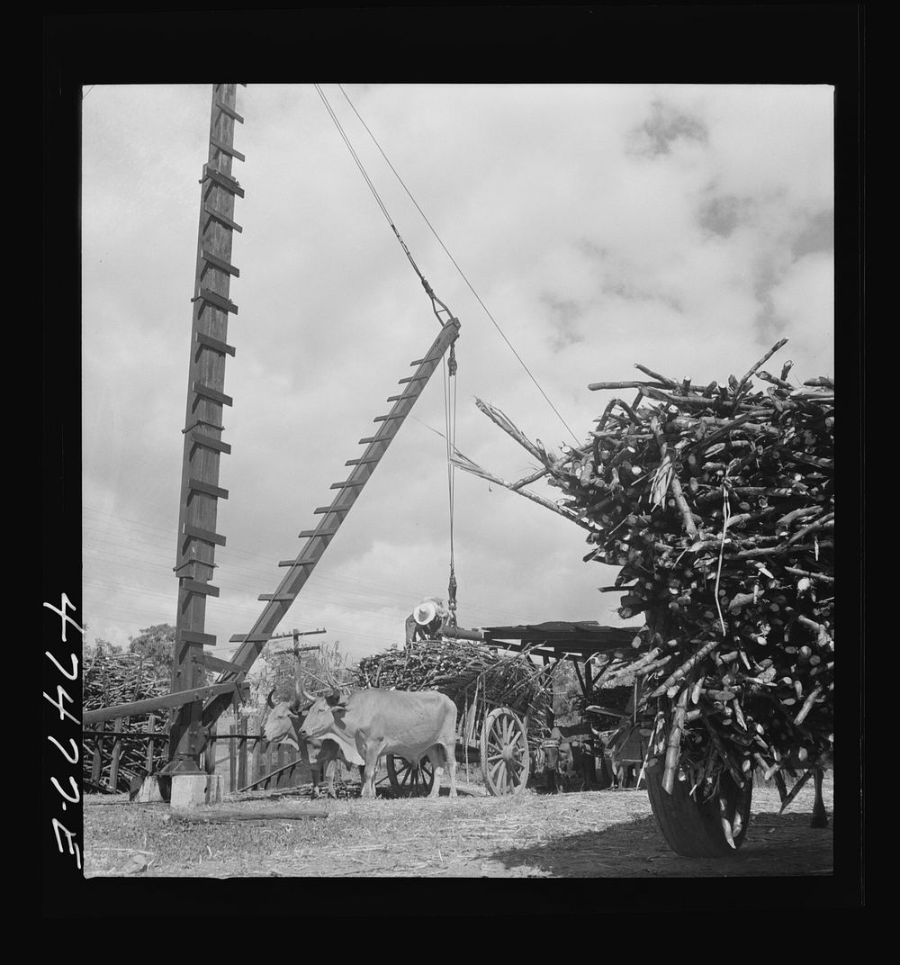 Guanica, Puerto Rico (vicinity). At the loading station. Here sugar cane is weighed and loaded into freight cars to be…