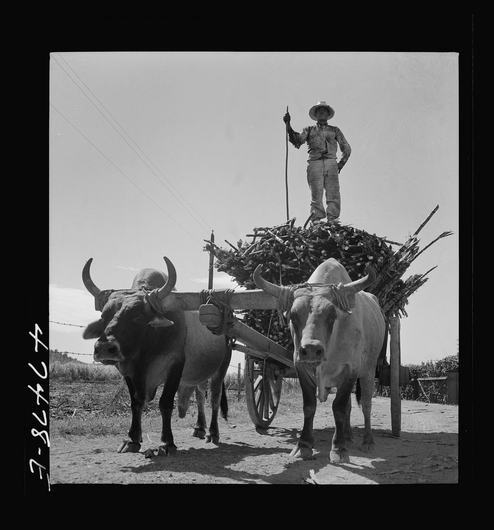 Guanica, Puerto Rico (vicinity). Load of sugar cane on its way to a loading station. Sourced from the Library of Congress.