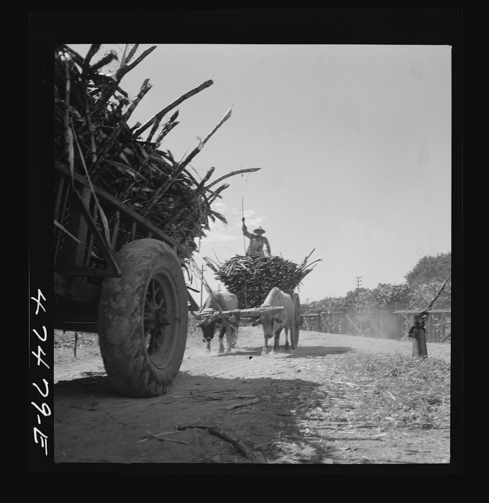 [Untitled photo, possibly related to: Guanica, Puerto Rico (vicinity). Cane-laden ox carts waiting to be weighed at the…
