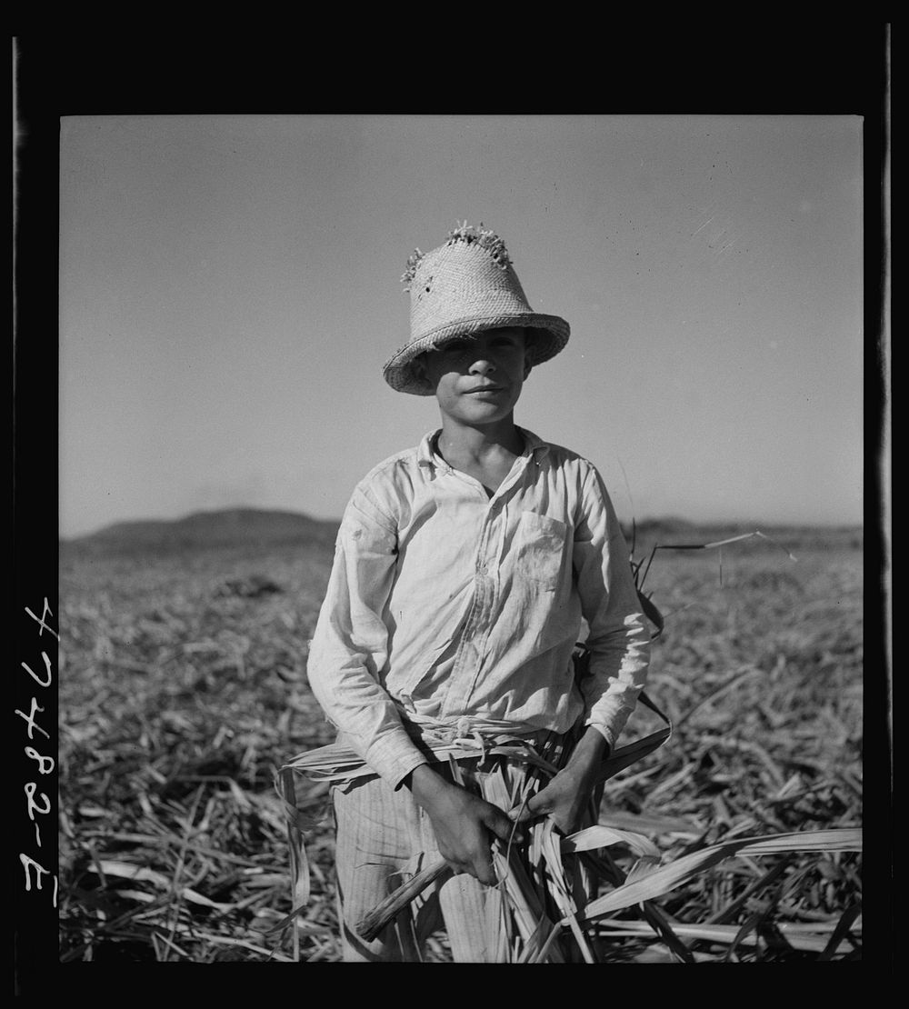 Guanica, Puerto Rico (vicinity). Young boy whose job it is to pick up leftover pieces of sugar cane and stack them in small…