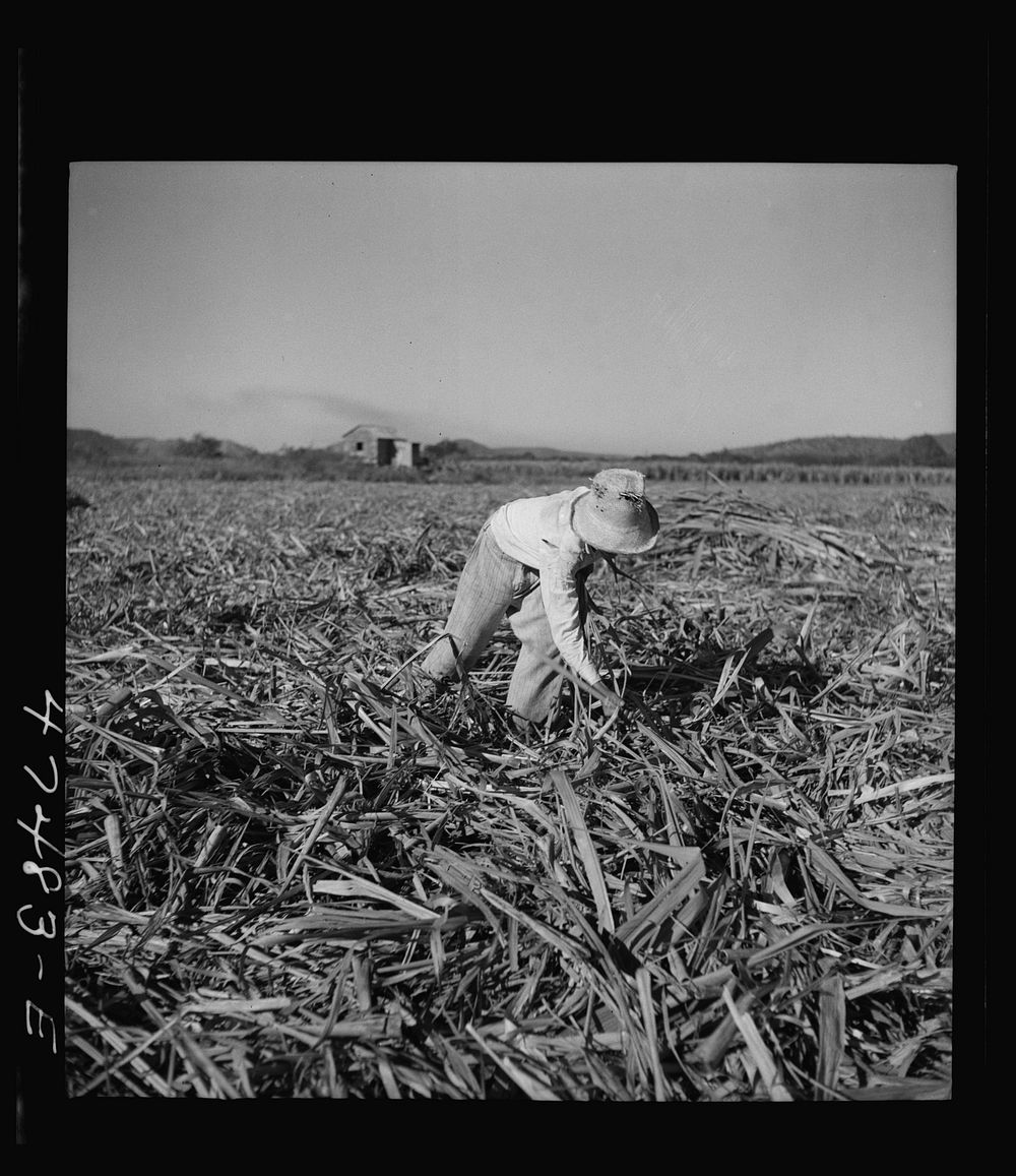 [Untitled photo, possibly related to: Guanica, Puerto Rico (vicinity). Young boy whose job it is to pick up leftover pieces…