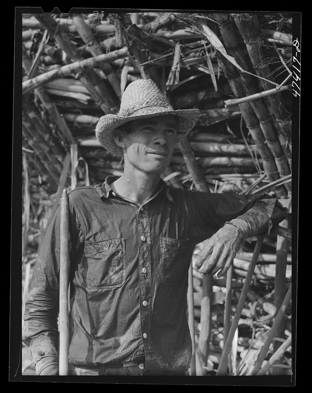 Guanica, Puerto Rico (vicinity). Ox-cart driver who was working in a sugar cane field. Sourced from the Library of Congress.