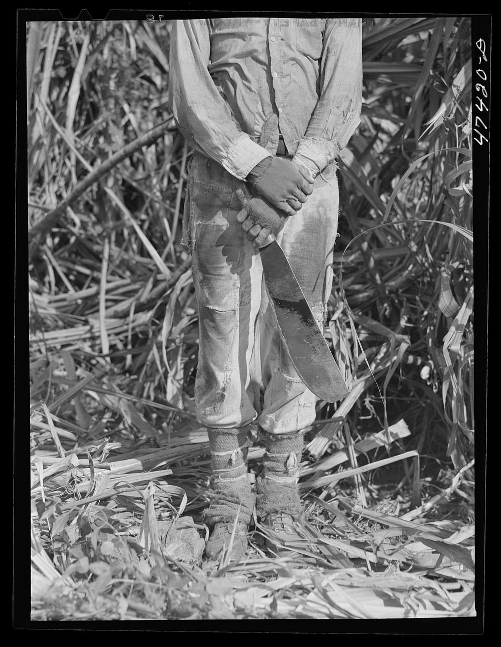 Guanica, Puerto Rico (vicinity). Most sugar cane cutters take these precautions against the sharp needles found in the cane.…