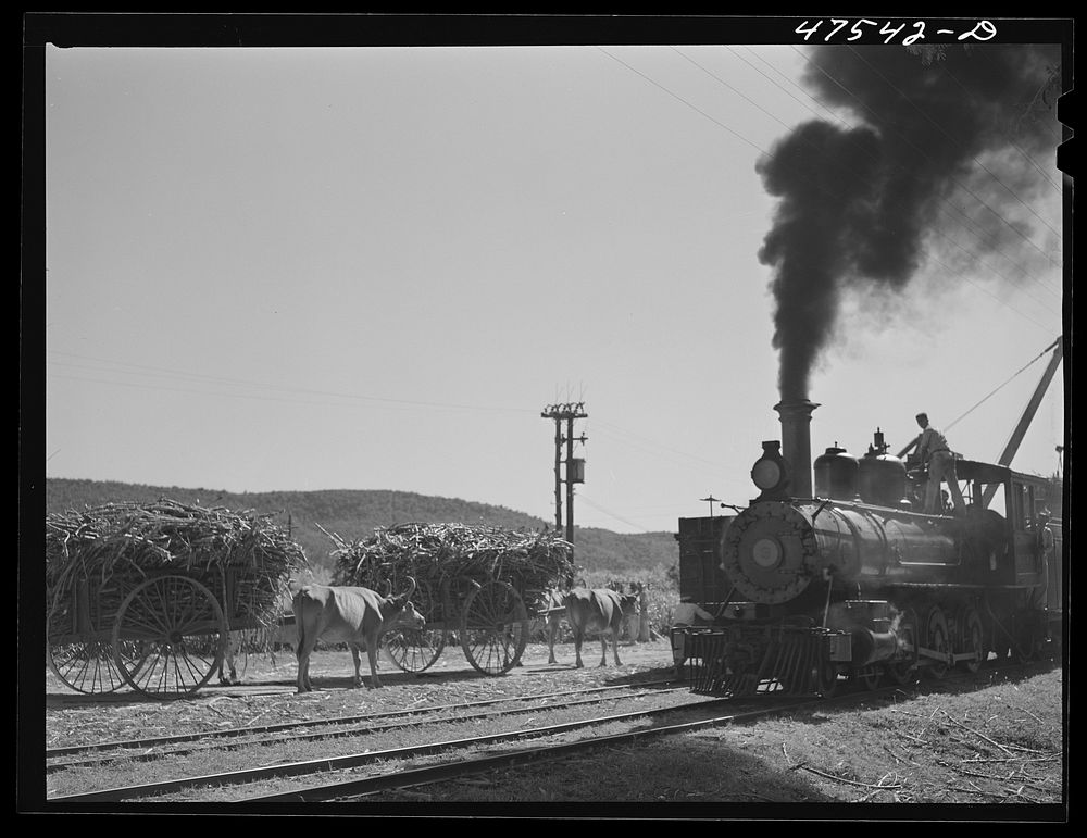 Guanica, Puerto Rico (vicinity). Freight train used in hauling cane to the sugar mills from loading stations. Sourced from…