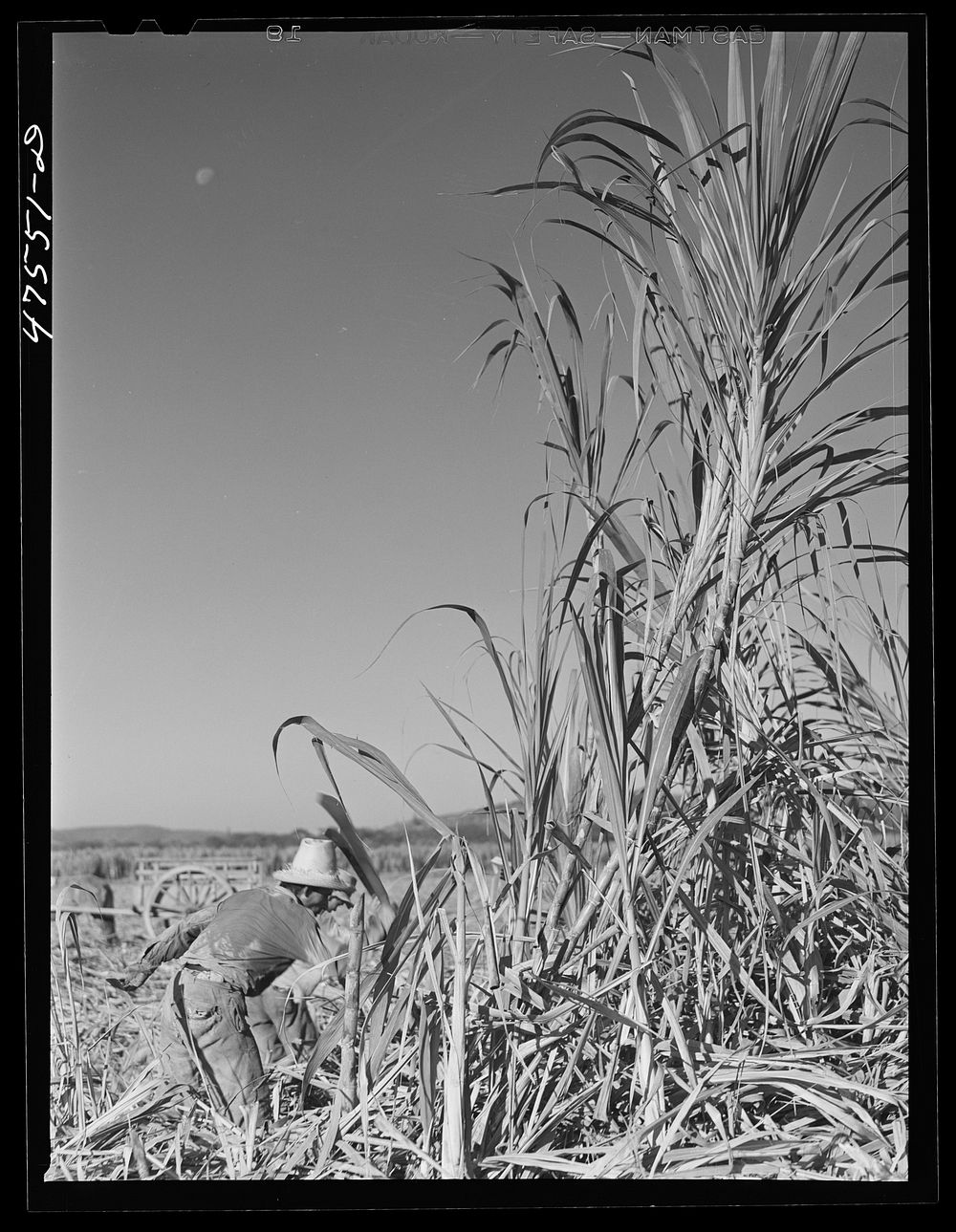 Guanica, Puerto Rico (vicinity). Cutting sugar cane in the rich sugar area. Sourced from the Library of Congress.