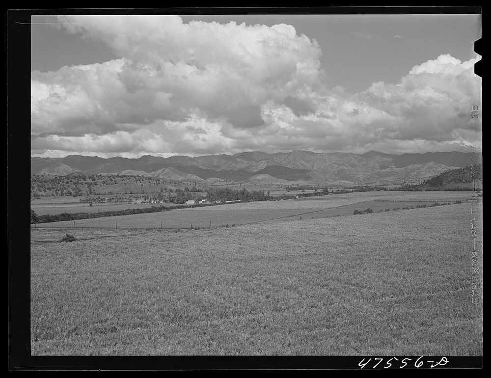 Guanica, Puerto Rico (vicinity). Sugar cane fields. Sourced from the Library of Congress.