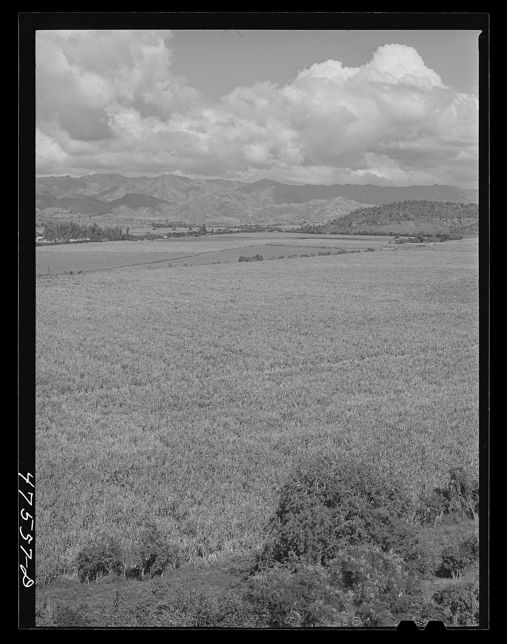 [Untitled photo, possibly related to: Guanica, Puerto Rico (vicinity). Sugar cane fields]. Sourced from the Library of…