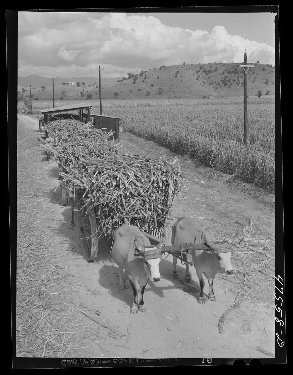[Untitled photo, possibly related to: Guanica, Puerto Rico. Ox cart load of sugar cane just arrived from the field]. Sourced…