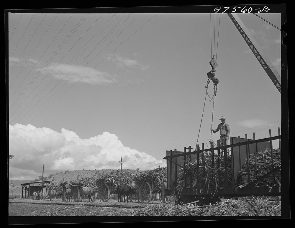[Untitled photo, possibly related to: Guanica, Puerto Rico. Loading sugar cane from ox cart to railroad car to be taken to…