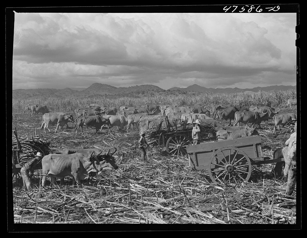 Guanica, Puerto Rico (vicinity). Harvesting sugar cane in a field. The cattle in the background have been let loose to feed…