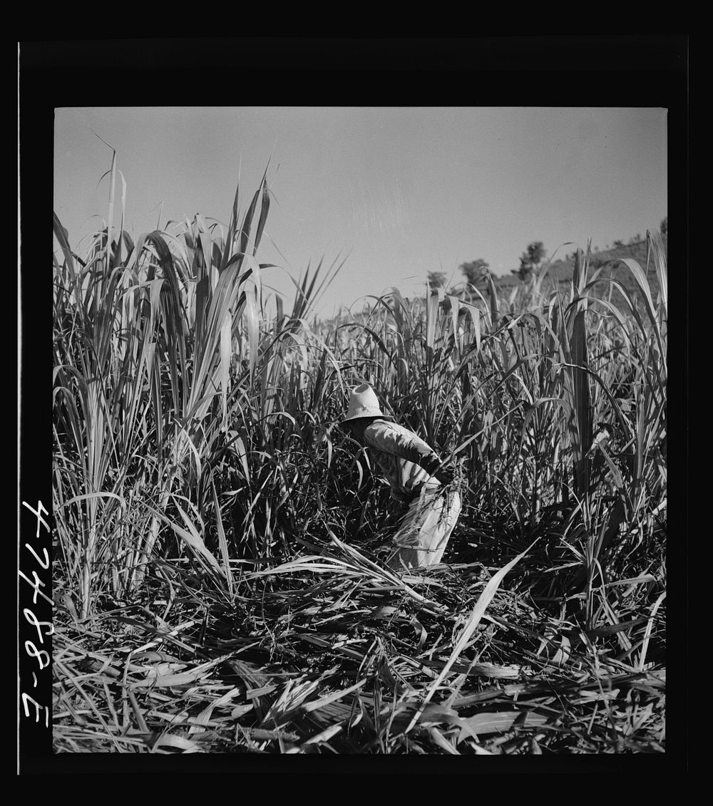 [Untitled photo, possibly related to: Guanica (vicinity), Puerto Rico. At about 9:30 in the morning, it is customary for the…