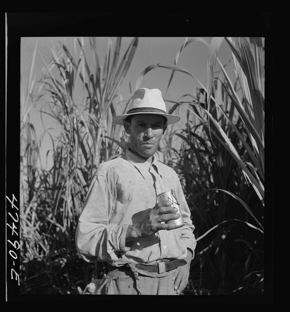 Guanica (vicinity), Puerto Rico. At about 9:30 in the morning, it is customary for the men in the sugar cane fields to have…