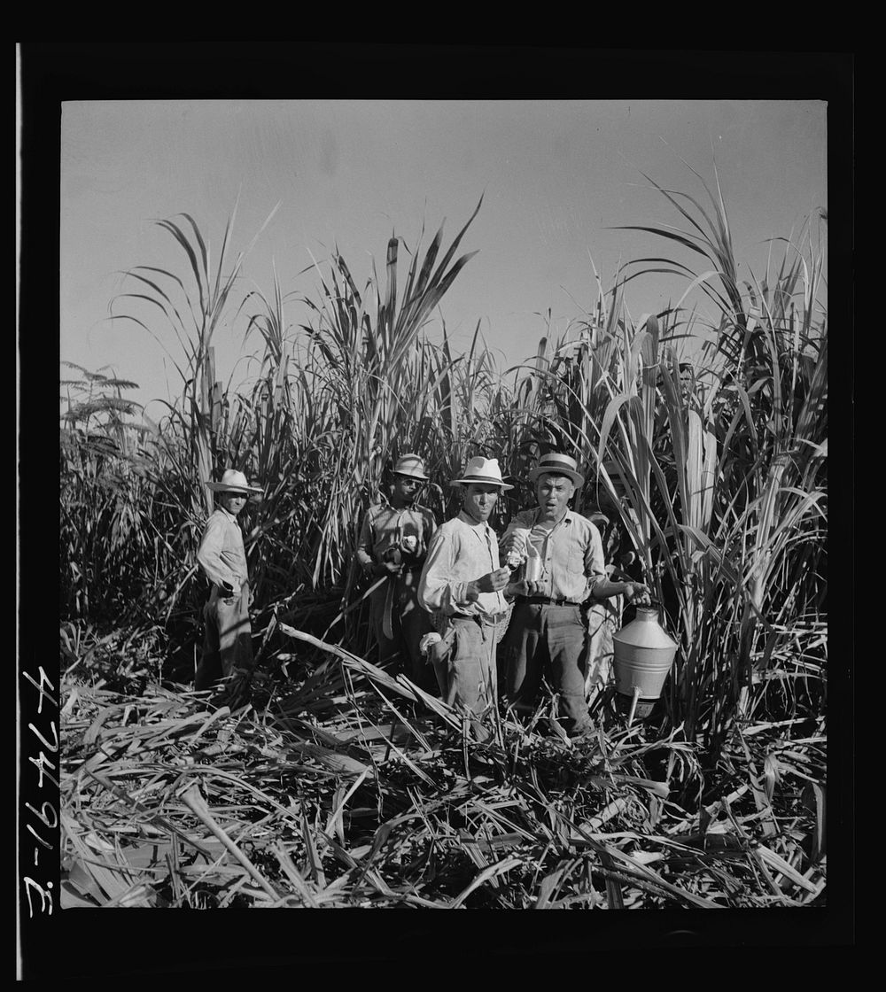 Guanica (vicinity), Puerto Rico. At about 9:30 in the morning, it is customary for the men in the sugar cane fields to have…
