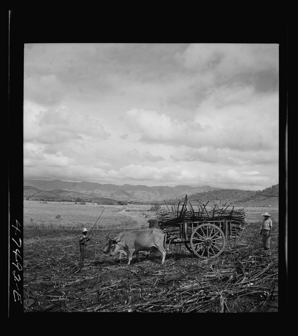 Guanica, Puerto Rico (vicinity). Harvesting sugar cane in a burned field. Burning the cane gets rid of the dense leaves and…